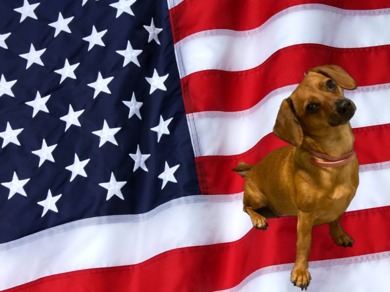 Politics and Shushers